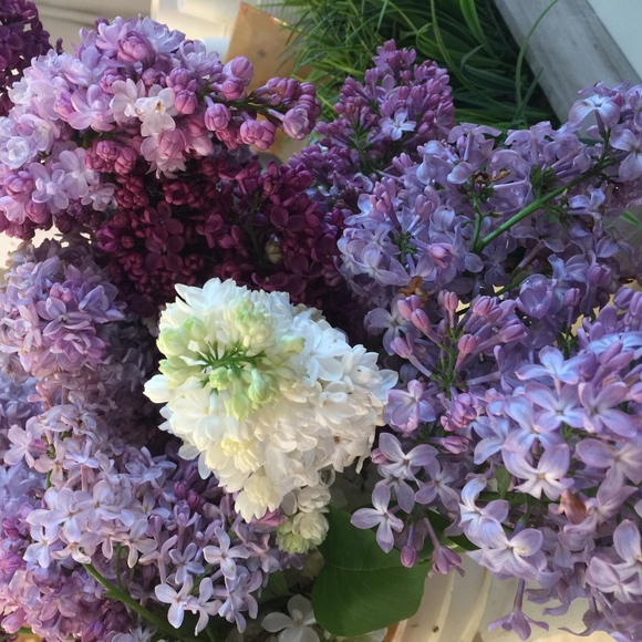 Meet your Posher, Robin - Picture 1 of 1